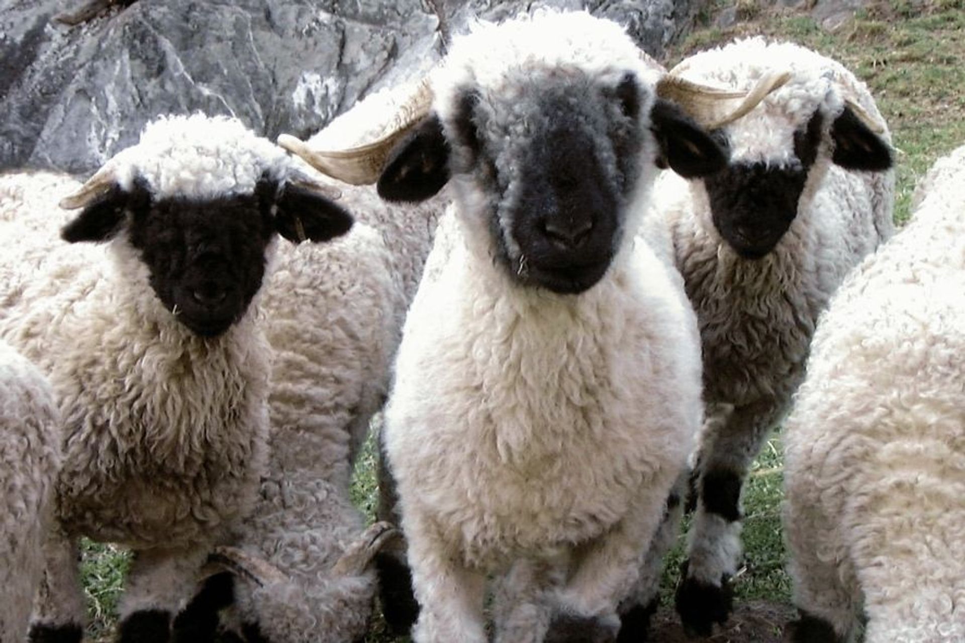 Alcune pecore dal naso nero del Canton Vallese (Foto Agroscope, Olivier Bloch)