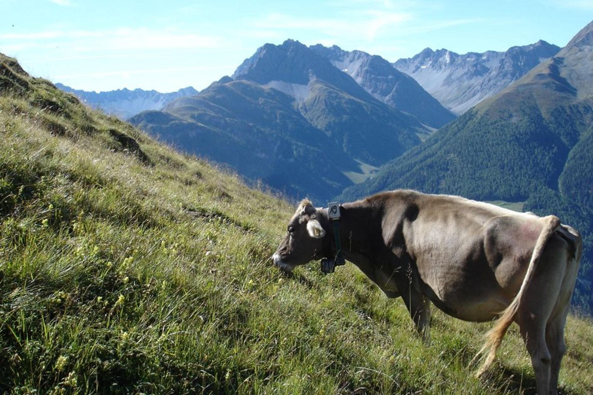 Un esemplare di mucca di razza Bruna all’alpe in Svizzera (Foto Agroscope, Manuel Schneider)