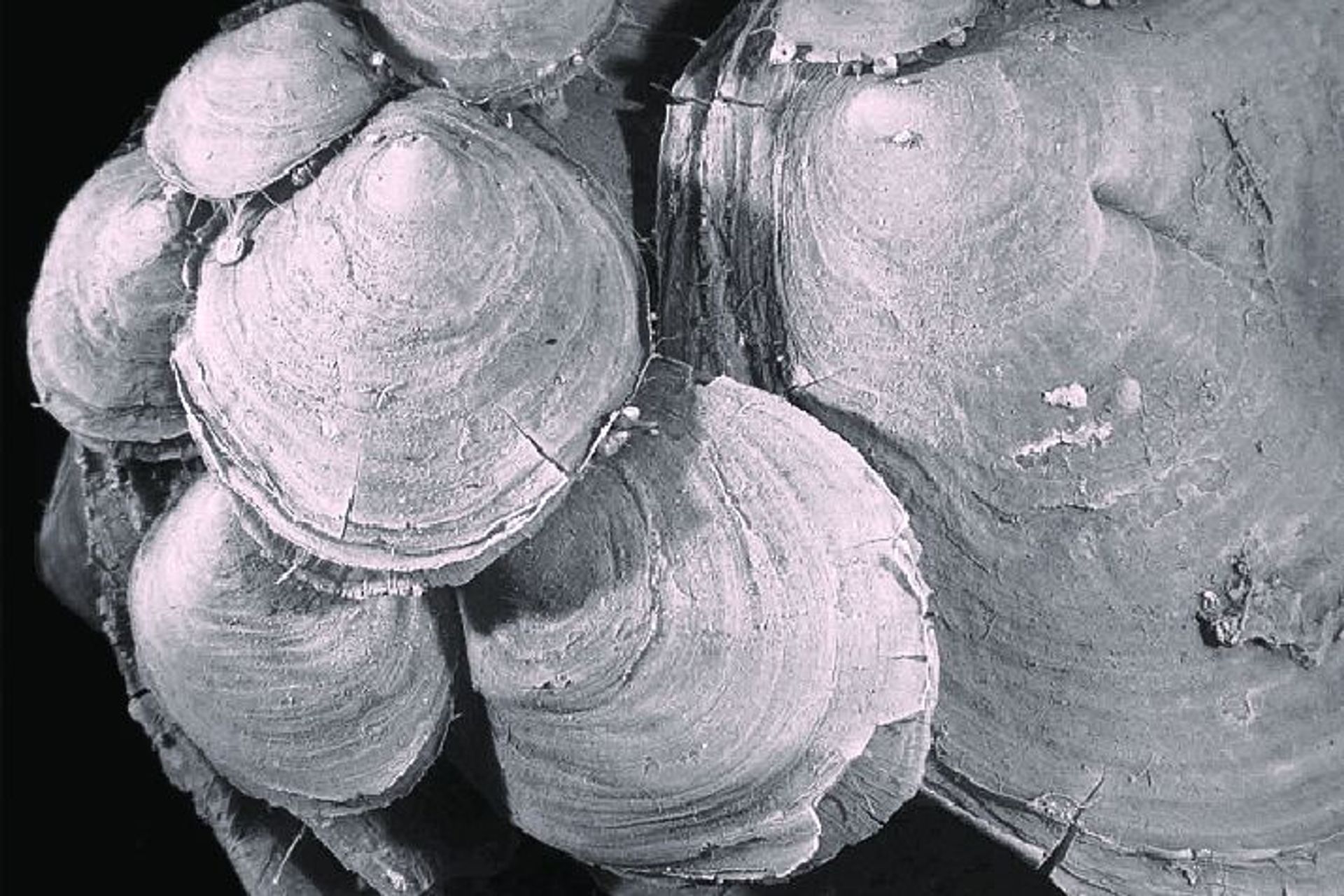 Antiche conchiglie del brachiopode Discinisca Tenuis al Museo Nazionale del Galles