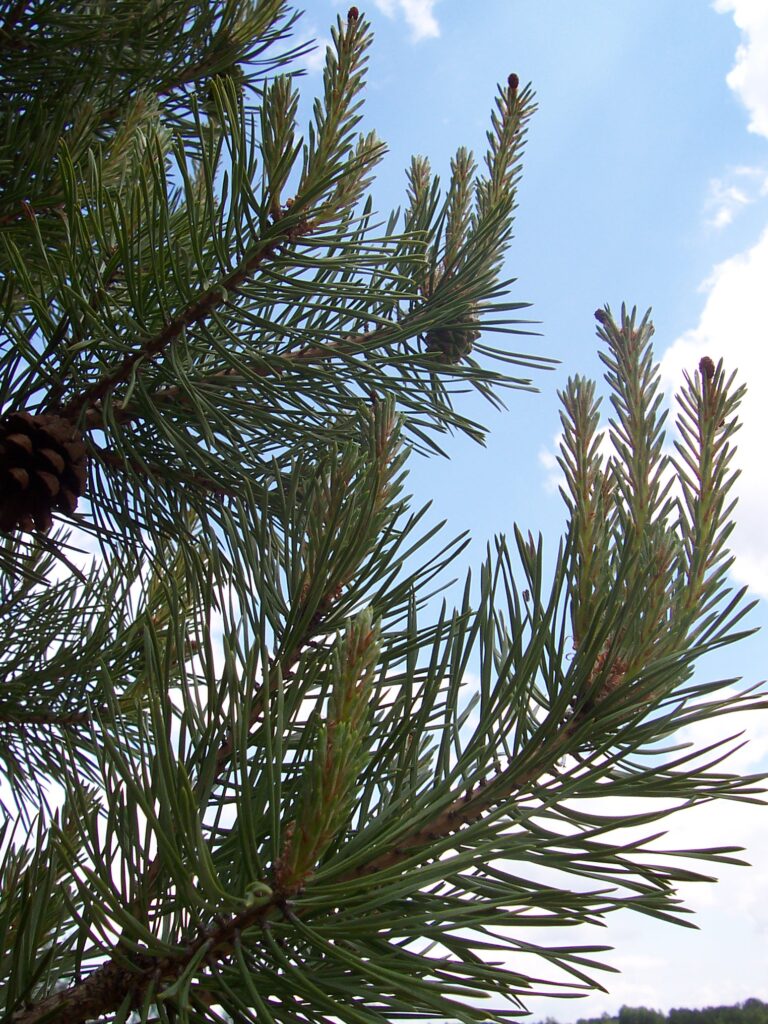 Gli aghi della specie pino silvestre o Pinus Sylvestris