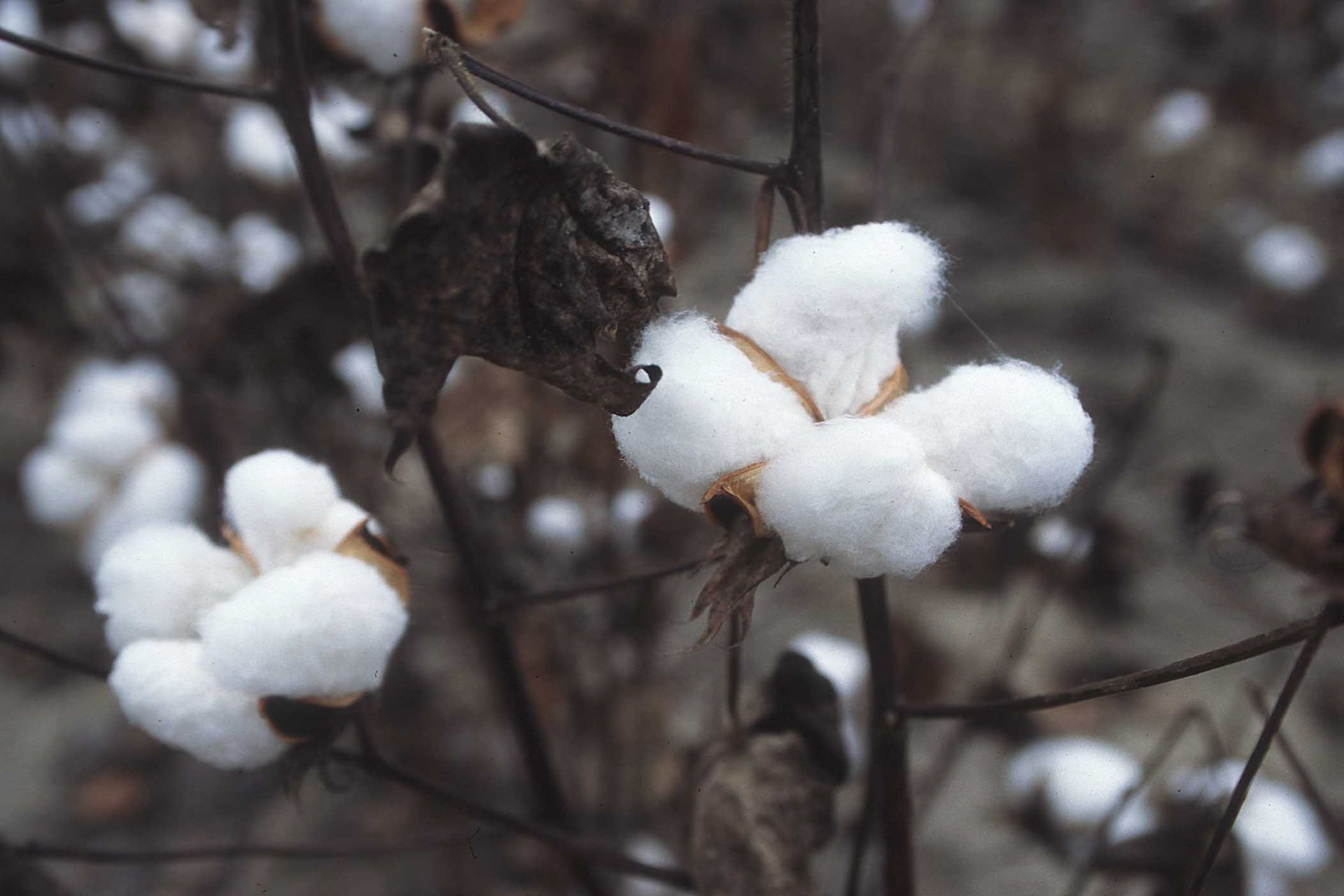 Il cotone è ricavato dalla bambagia che avvolge i semi delle piante del genere Gossypium