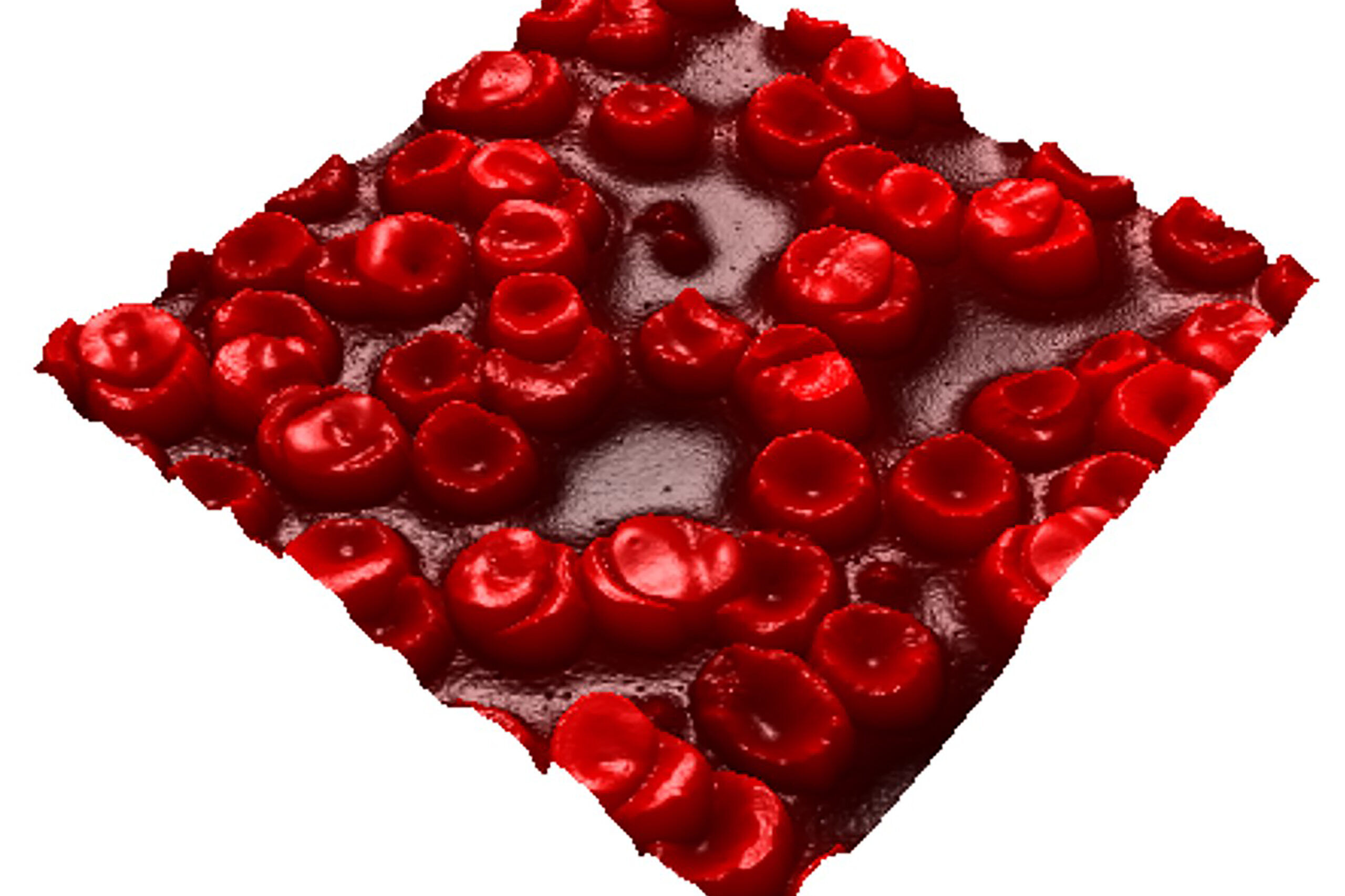 Immagine in 3D dei globuli rossi osservati con il Microscopio a Forza Atomica