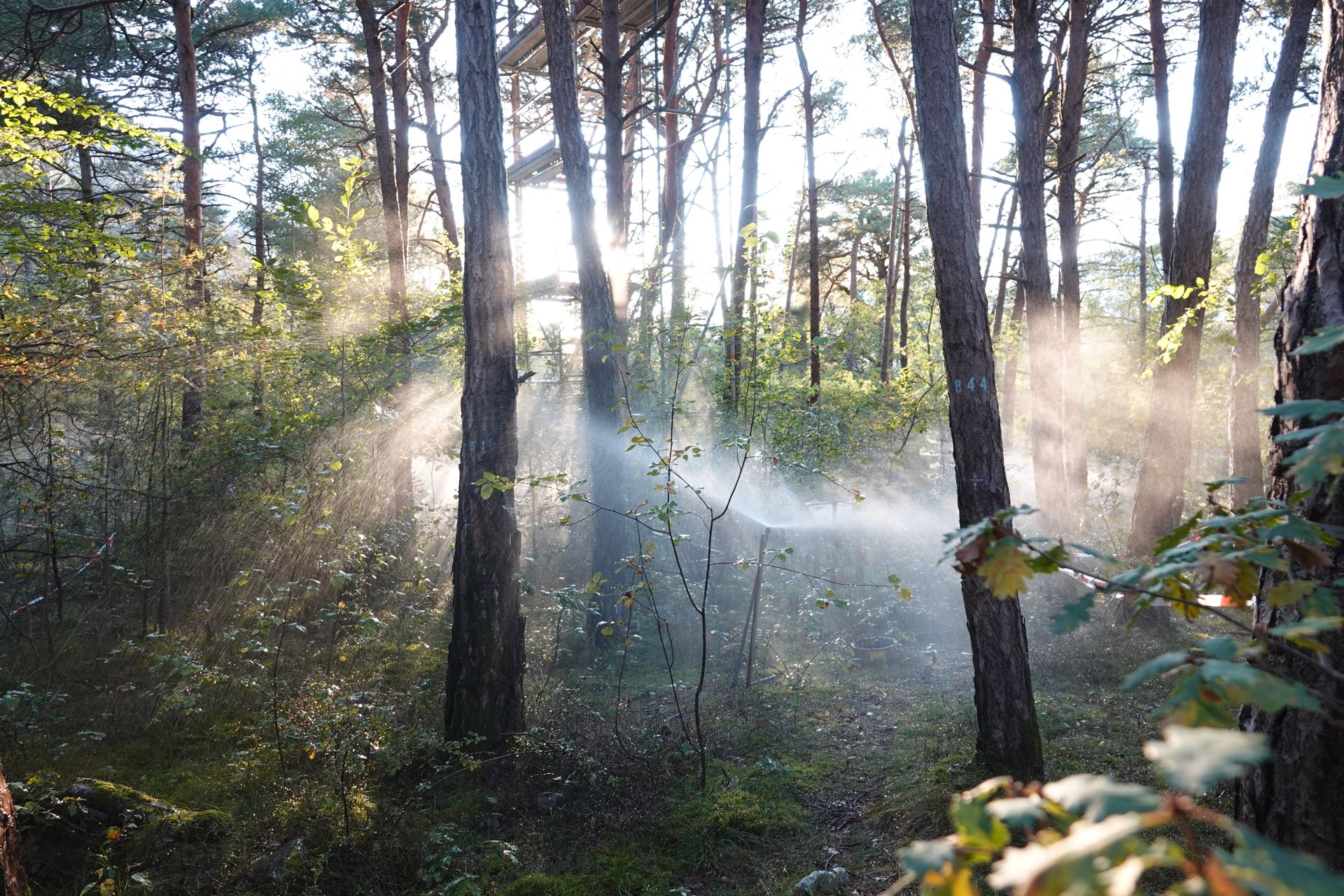 वालिस में पफिनवाल्ड के डब्ल्यूएसएल वन अनुसंधान स्थल के एक हिस्से में सिंचाई (फोटो मिशेल केनेल डोबबर्टिनडब्लूएसएल)
