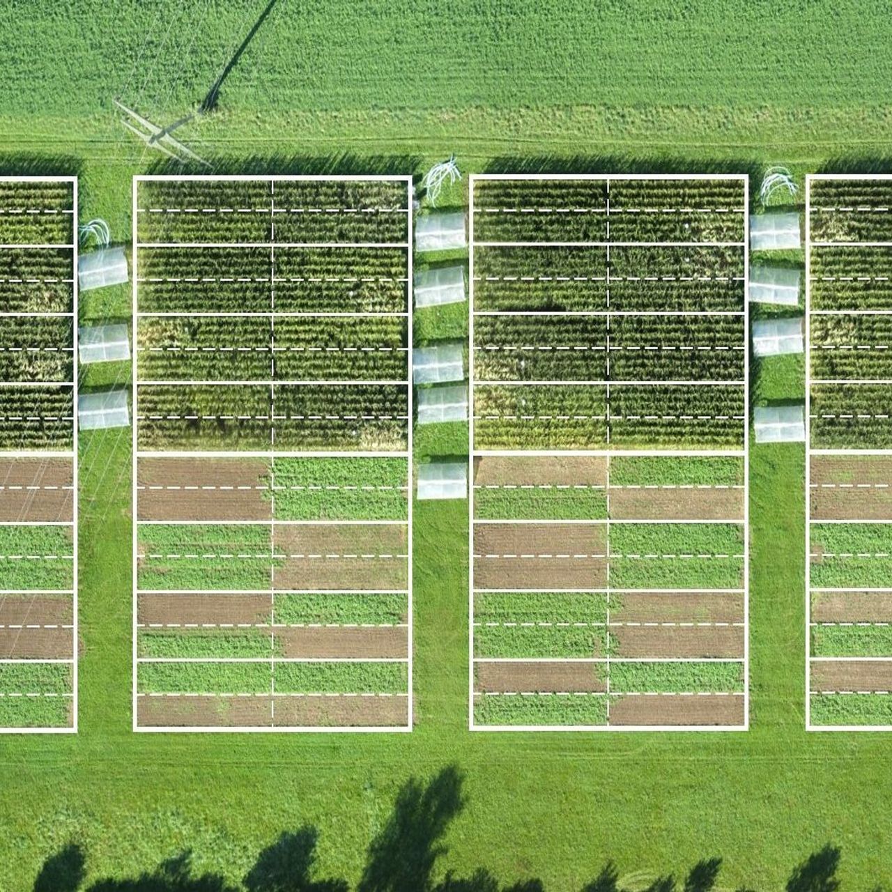 The agricultural systems and tillage experiment of the Agroscope agency in Zurich evaluates the effects of organic, conservation and conventional arable agriculture on plant yields and a wide range of ecosystem services: it was also tested how different agricultural practices respond to simulated drought, recreated through plastic screens…
