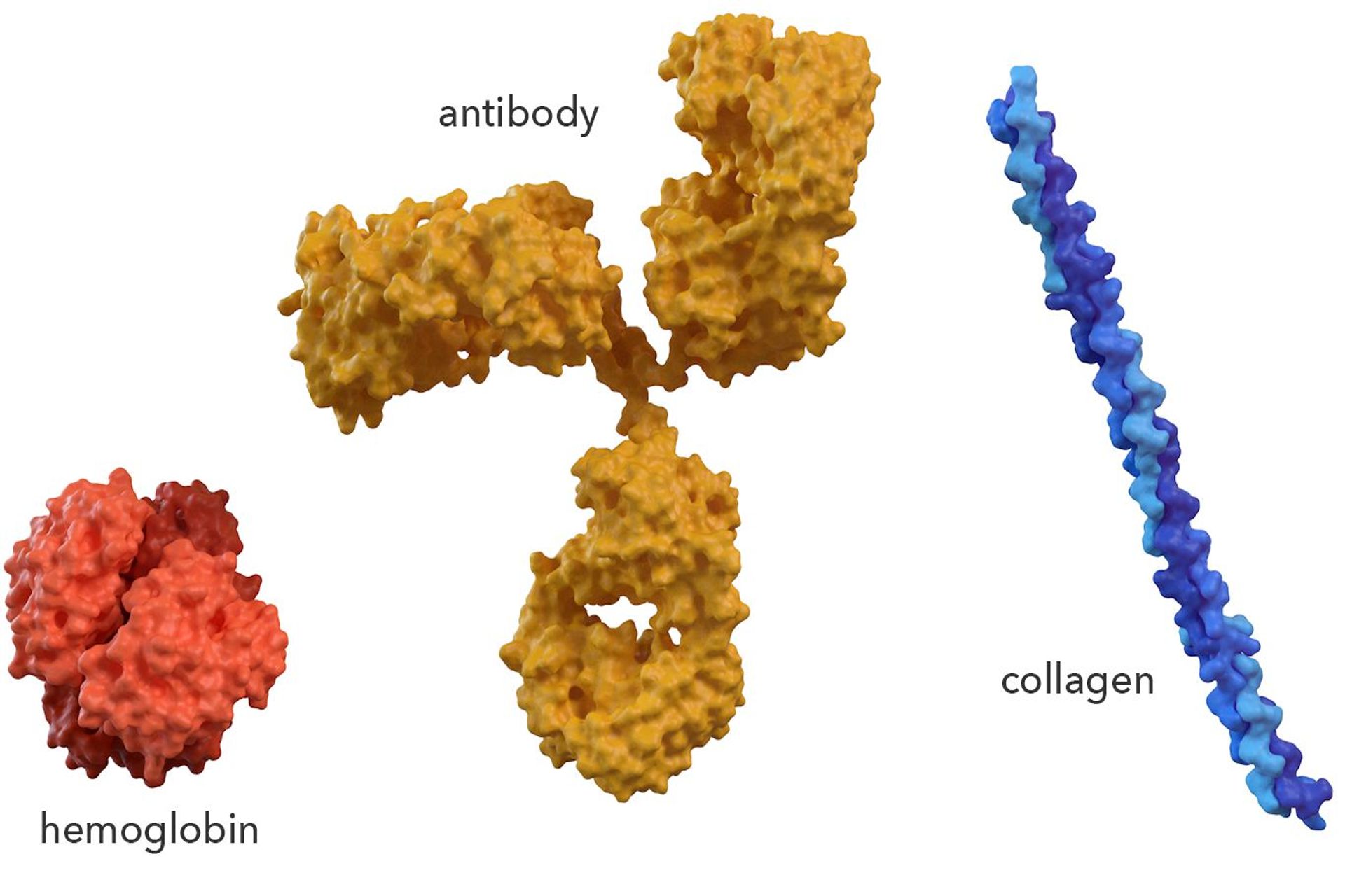 Emoglobina, anticorpo e collagene: la forma tridimensionale di una proteina è unicamente adatta alla sua funzione, tanto che venti diversi blocchi di amminoacidi possono essere disposti in modi differenti per formare un assortimento quasi infinito di forme proteiche