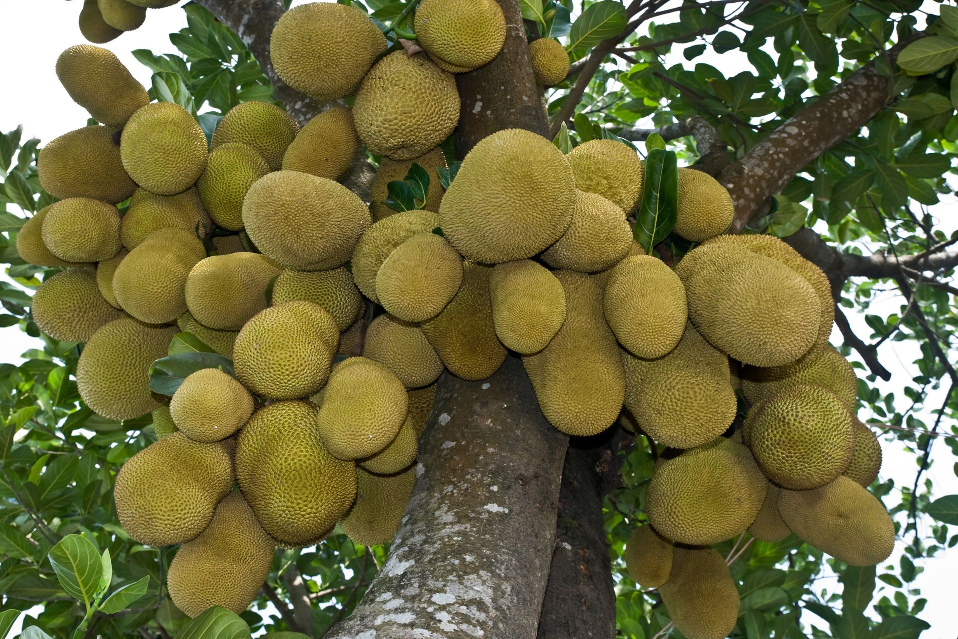 La giaca (dal portoghese jaca) o catala (nome derivato dal bangla kathal) è il più grande frutto da albero del mondo e cresce in India e Bangladesh
