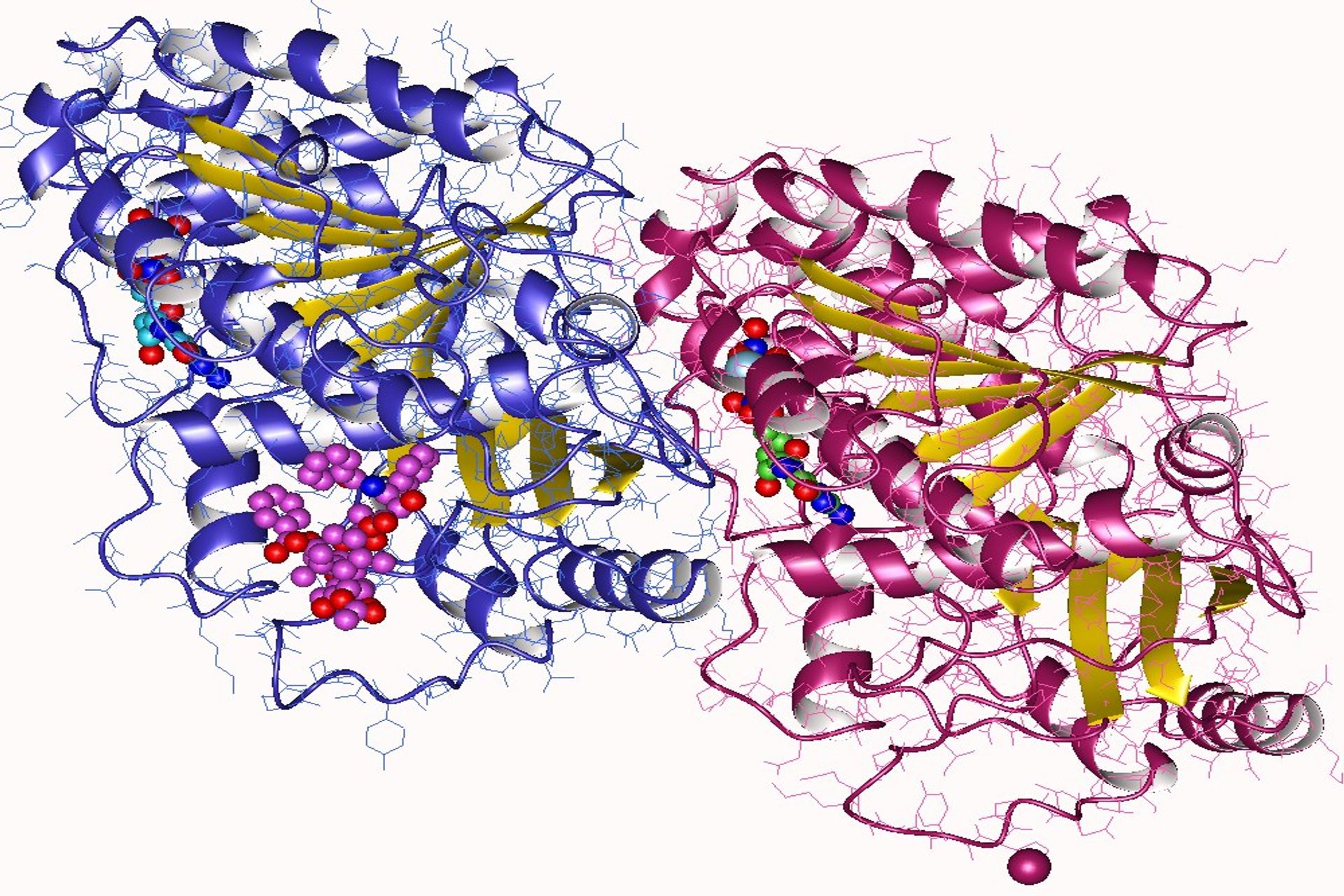 La Tubulina è una proteina globulare dal peso di circa 55 kDa che costituisce l'unità fondamentale delle strutture del citoscheletro dette microtubuli