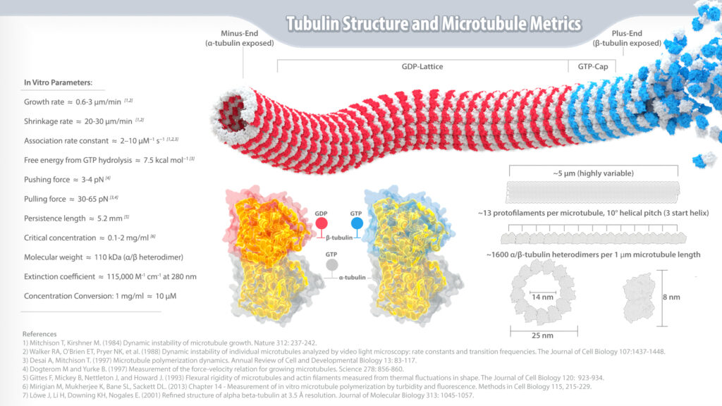 Infografica sulla Tubulina e i microtubuli