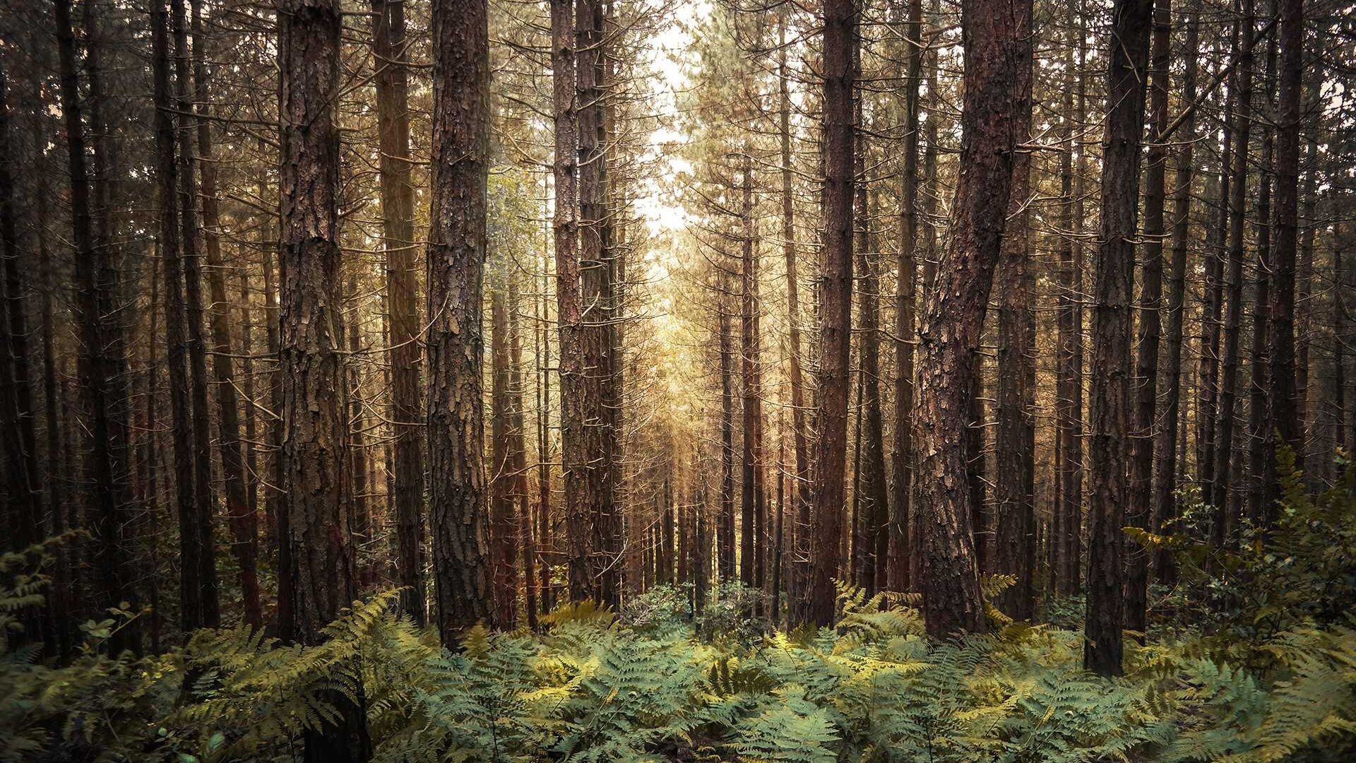 Незагађена шума као извор живота