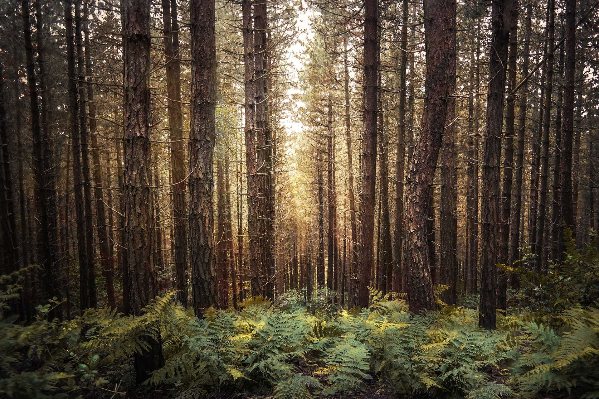 Ein unberührter Wald als Quelle des Lebens