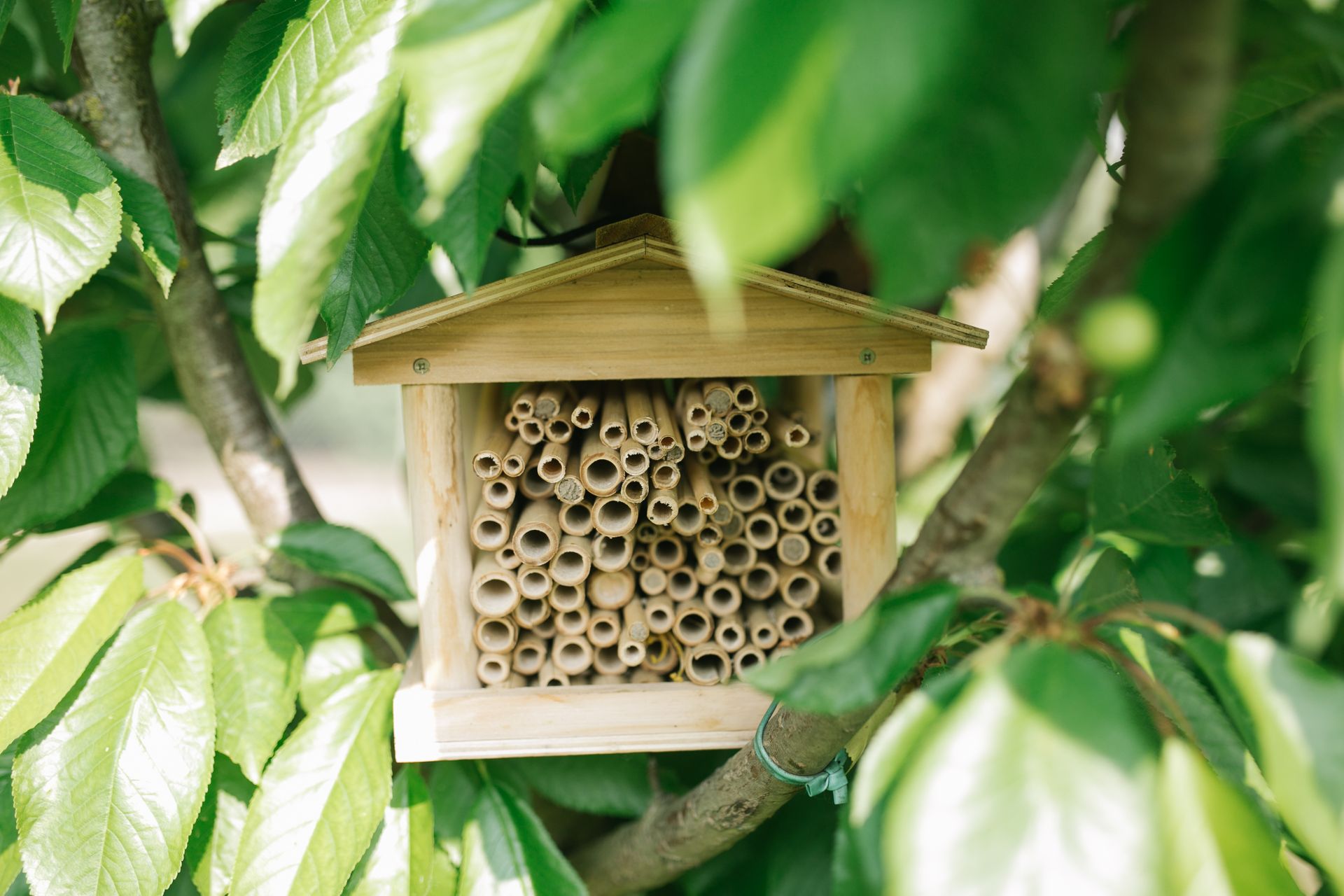 Utrustad med tolv bikupor och en befolkning på cirka 600.000 XNUMX bin, är den tekniska bikupan Automobili Lamborghini ett oumbärligt verktyg för att övervaka ekosystemet kring fabriken