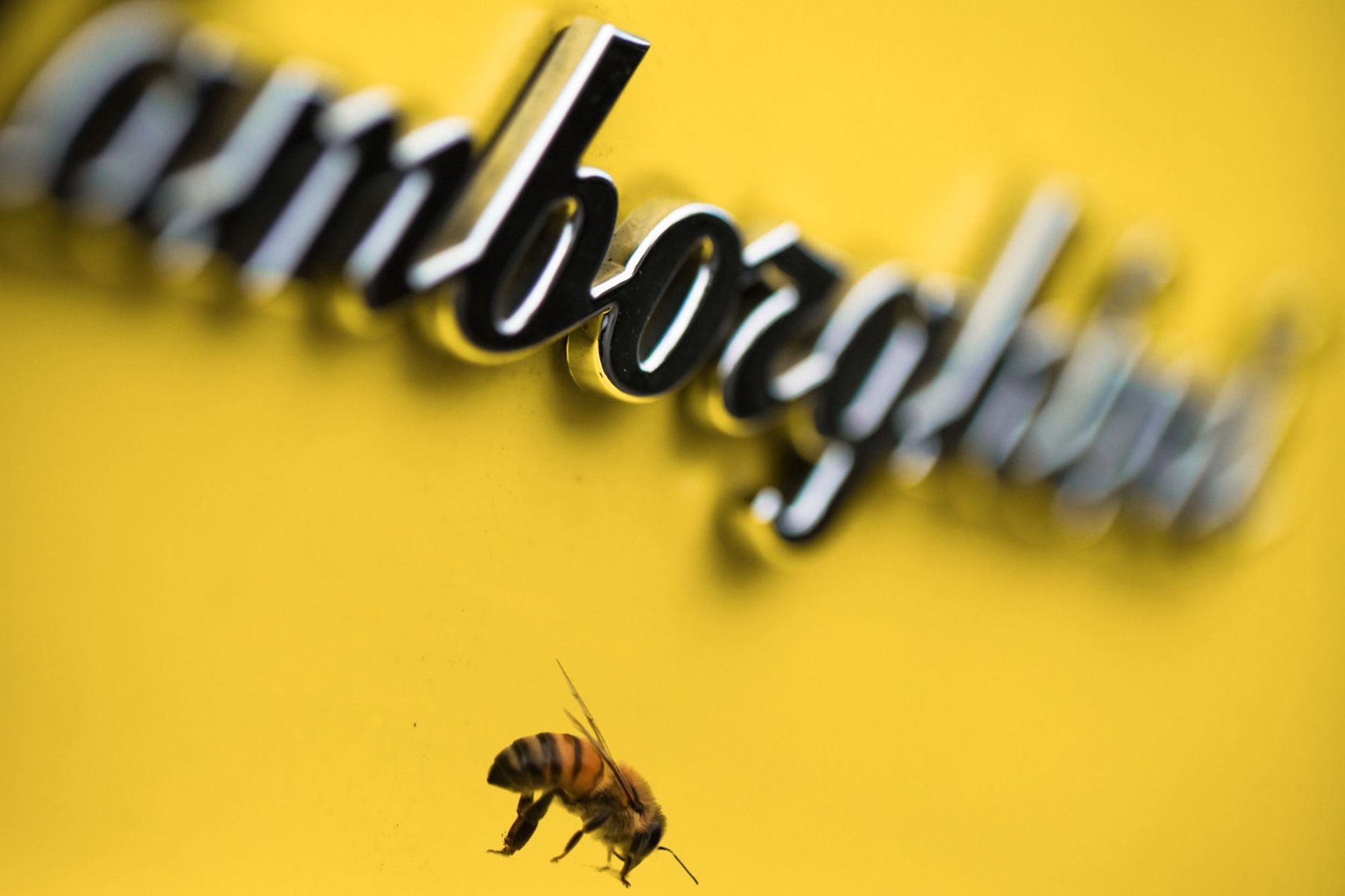 Pčela pored stiliziranog natpisa tipičnog za Lamborghini superautomobile