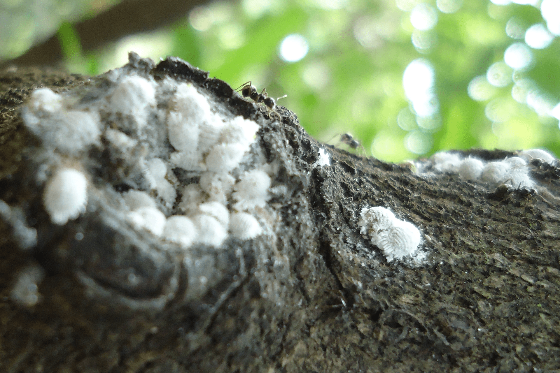 O tronco de uma árvore coberto de cochonilhas