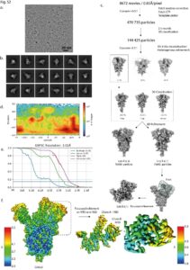 Un'immagine dello studio “Structural analysis of the Spike of the Omicron SARS-COV-2 variant by cryo-EM and implications for immune evasion” (in lingua inglese)