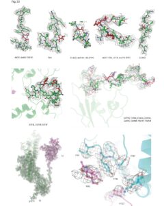 Un'immagine dello studio “Structural analysis of the Spike of the Omicron SARS-COV-2 variant by cryo-EM and implications for immune evasion” (in lingua inglese)
