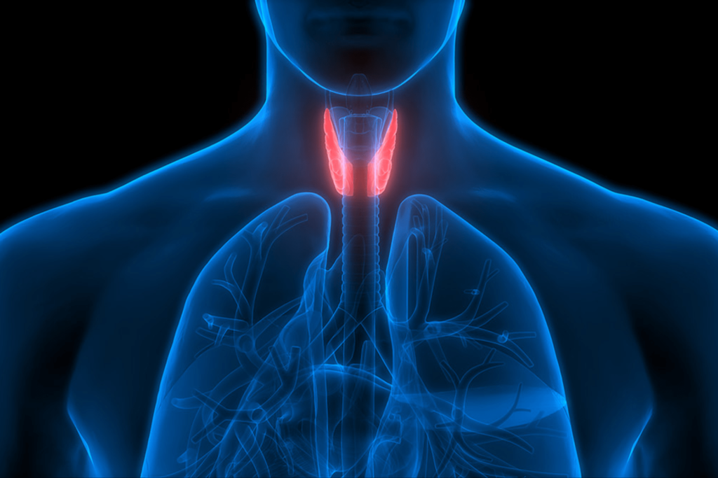 La tiroide è il più grande viscere endocrino: secerne gli ormoni tiroidei, che influenzano principalmente il metabolismo e la sintesi proteica