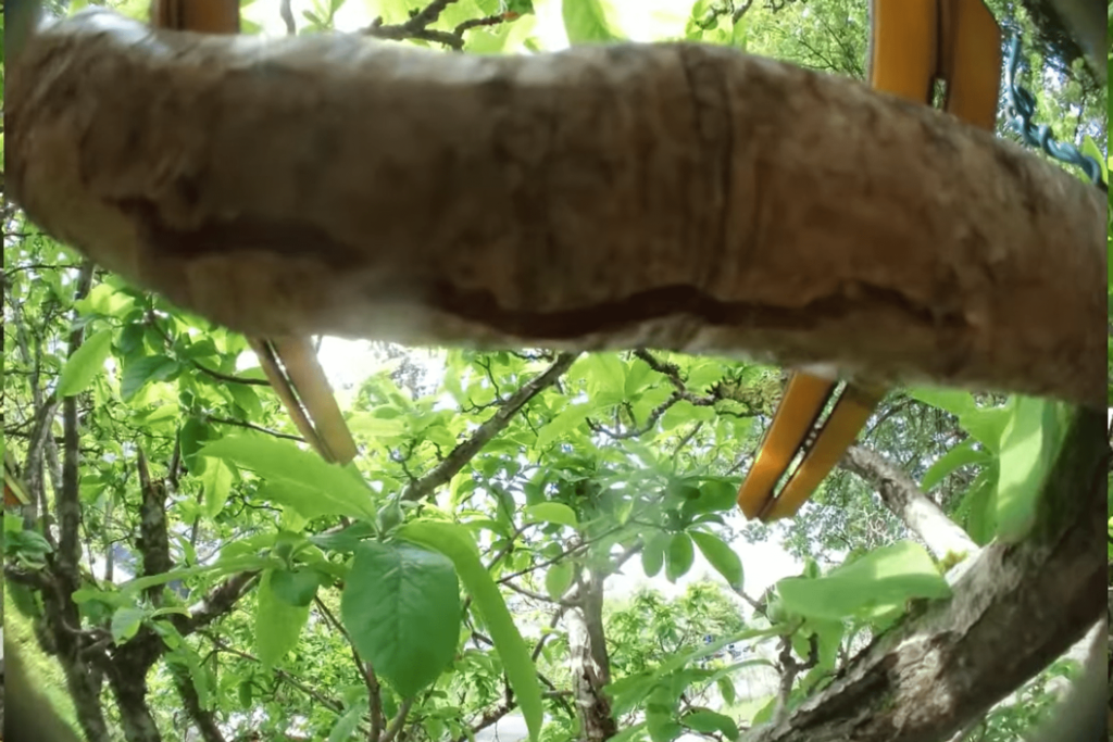 Vista dei rami di un albero e alcuni set di aghi in "stile origami" di "Hedgehog" dalla telecamera del drone realizzato da ETH e WSL (Foto: Gottardo Pestalozzi/WSL)