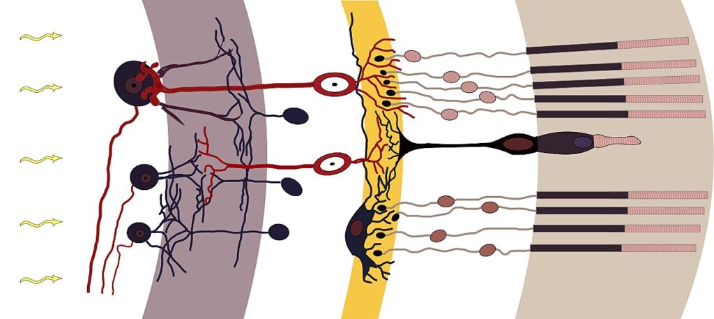 Il diagramma di funzionamento della retina dell'occhio