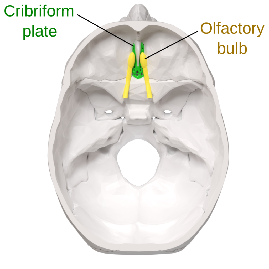 La lamina cribrosa e i bulbi olfattivi nella scatola cranica umana