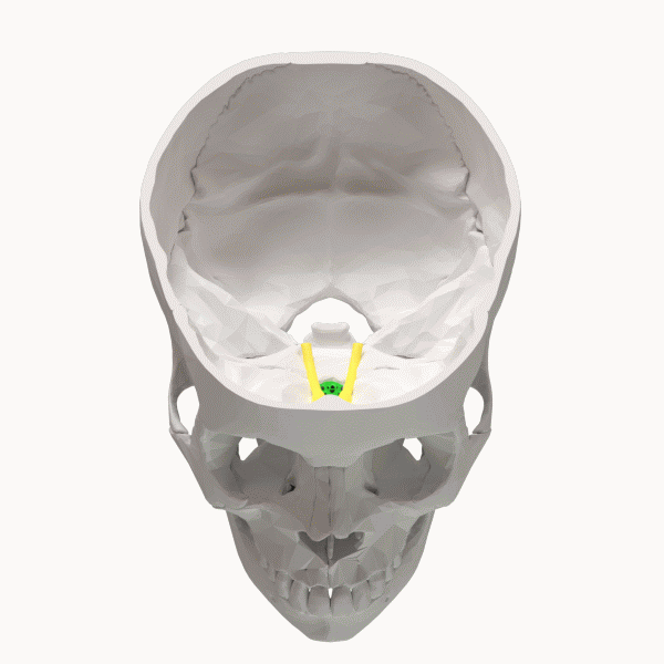 人間の脳ケースの篩板と嗅球