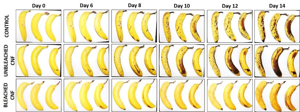 L'evoluzione della consersazione delle banane con e senza il rivestimento derivato dalla 'sansa' nell'arco di 14 giorni