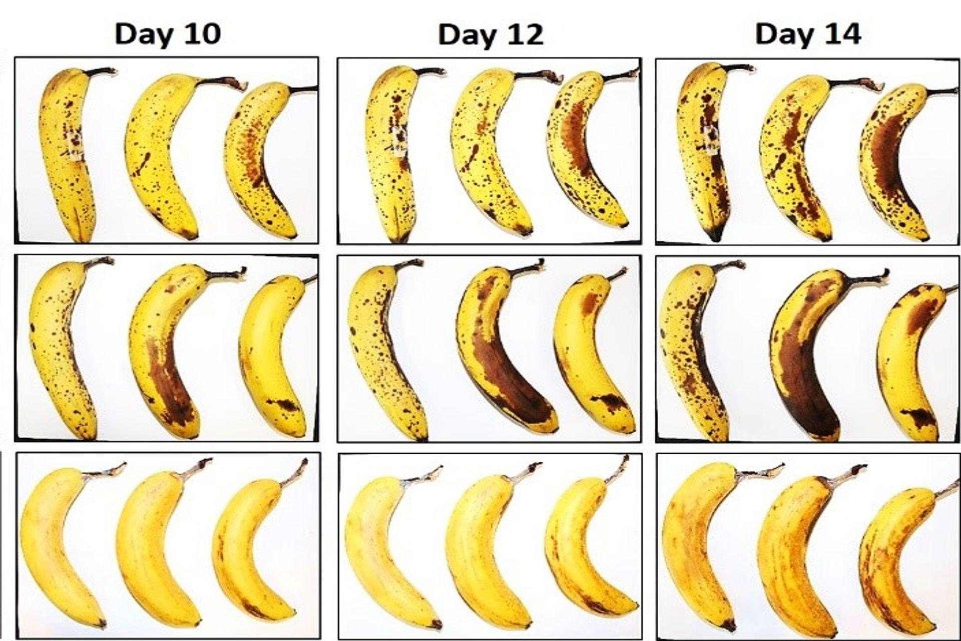 Tri banány, ktoré EMPA a Lidl Švajčiarsko podrobili testu konzervácie s vláknitým celulózovým obalom a bez neho po 10, 12 a 14 dňoch