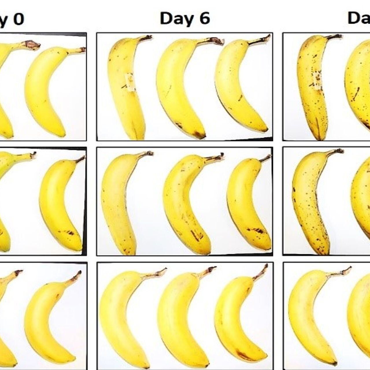Tre banane sottoposte dall’EMPA e da Lidl Svizzera al test di conservazione con e senza involucro in cellulosa fibrosa dopo zero, 6 e 8 giorni
