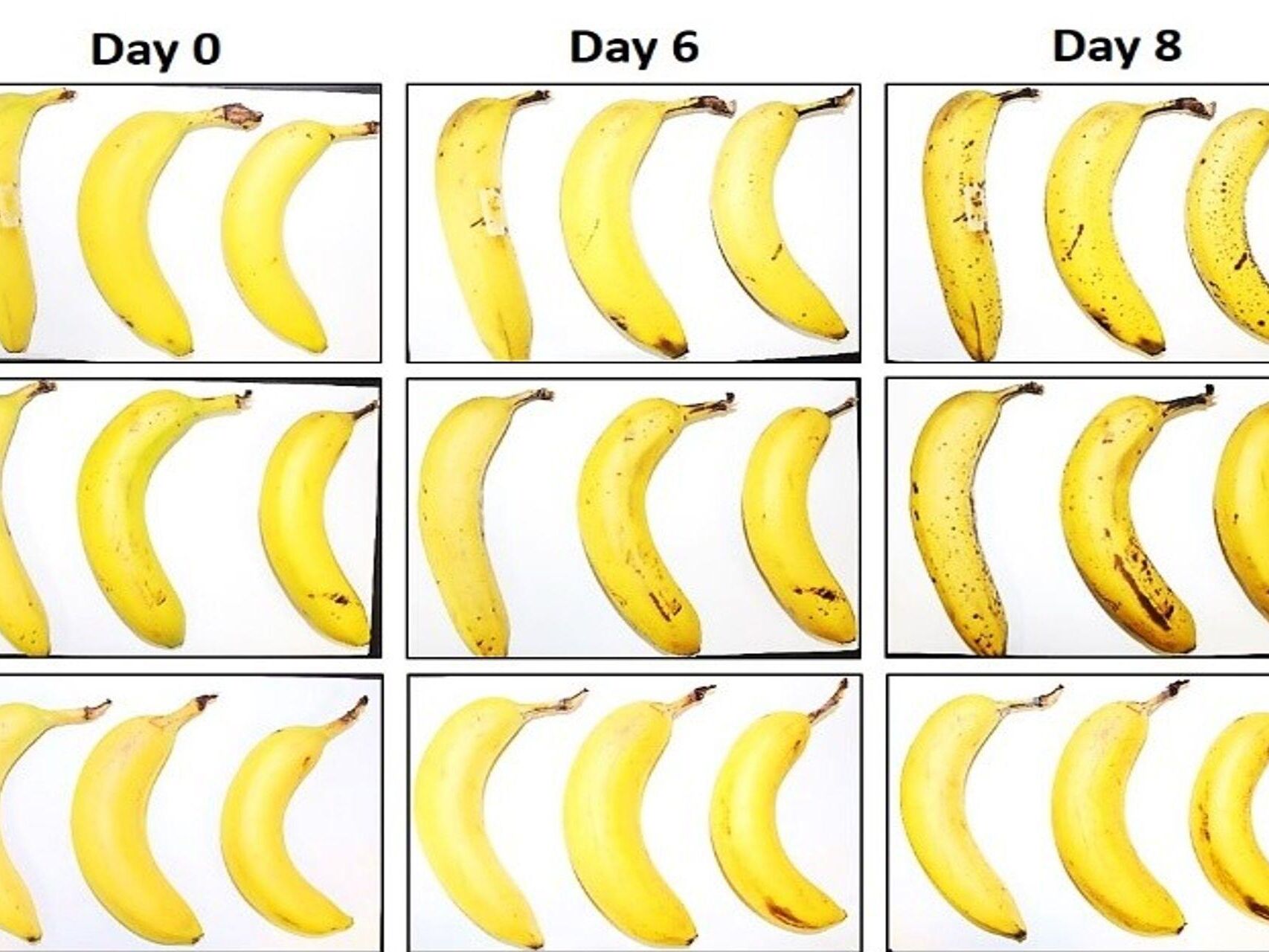 Tre bananer utsatt av EMPA og Lidl Switzerland for konserveringstesten med og uten fibercelluloseinnpakning etter null, 6 og 8 dager