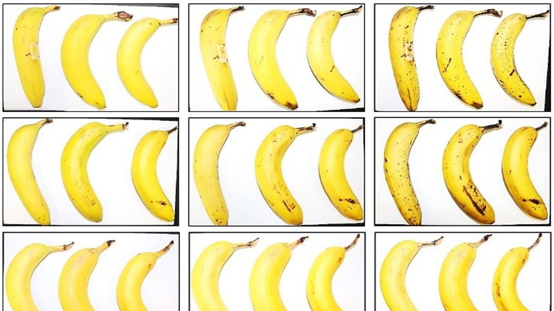 Tre banane sottoposte dall’EMPA e da Lidl Svizzera al test di conservazione con e senza involucro in cellulosa fibrosa dopo zero, 6 e 8 giorni