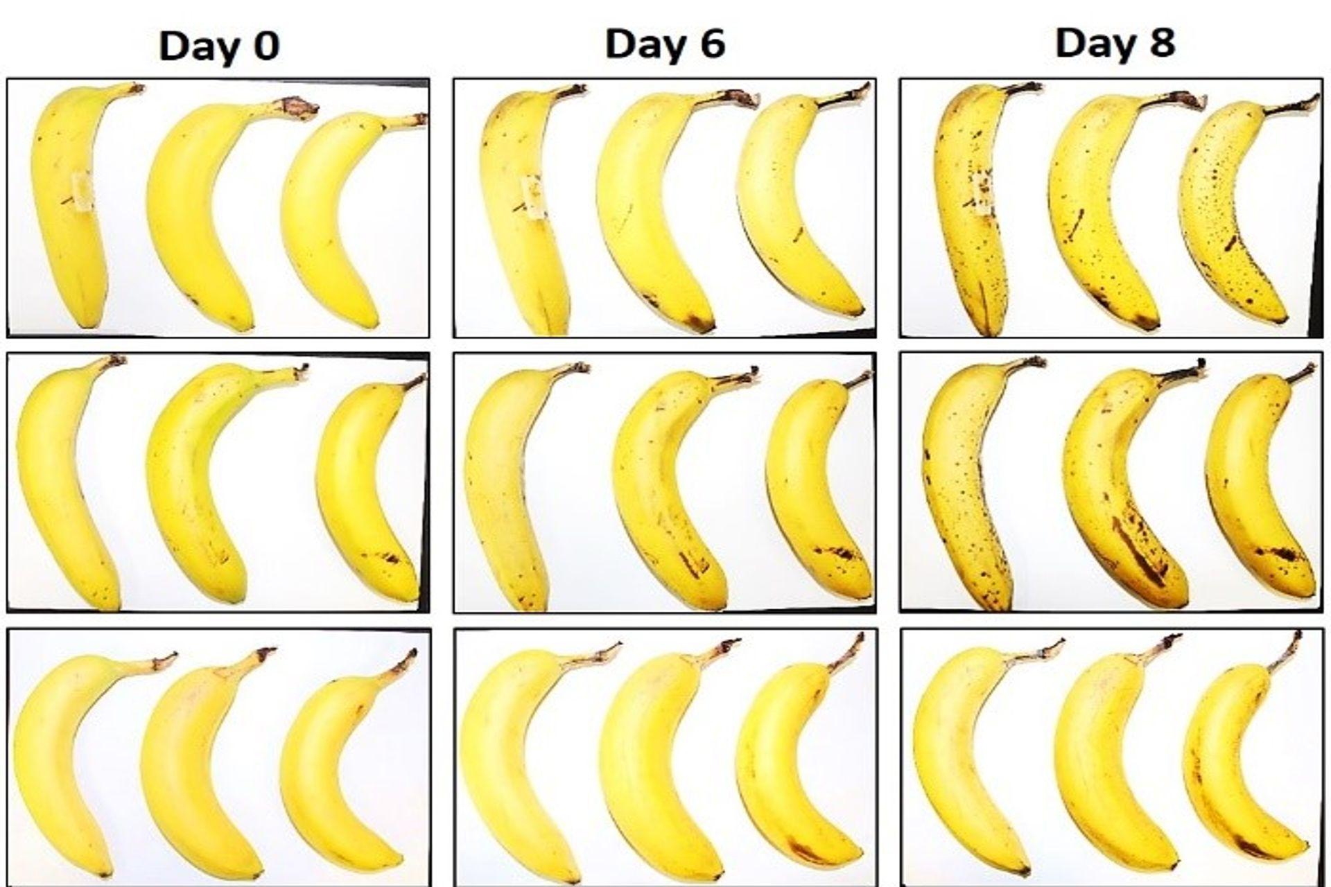Kolme banaania, joille EMPA ja Lidl Switzerland ovat tehneet säilytystestin kuituselluloosakääreellä ja ilman sitä nollan, 6 ja 8 päivän jälkeen
