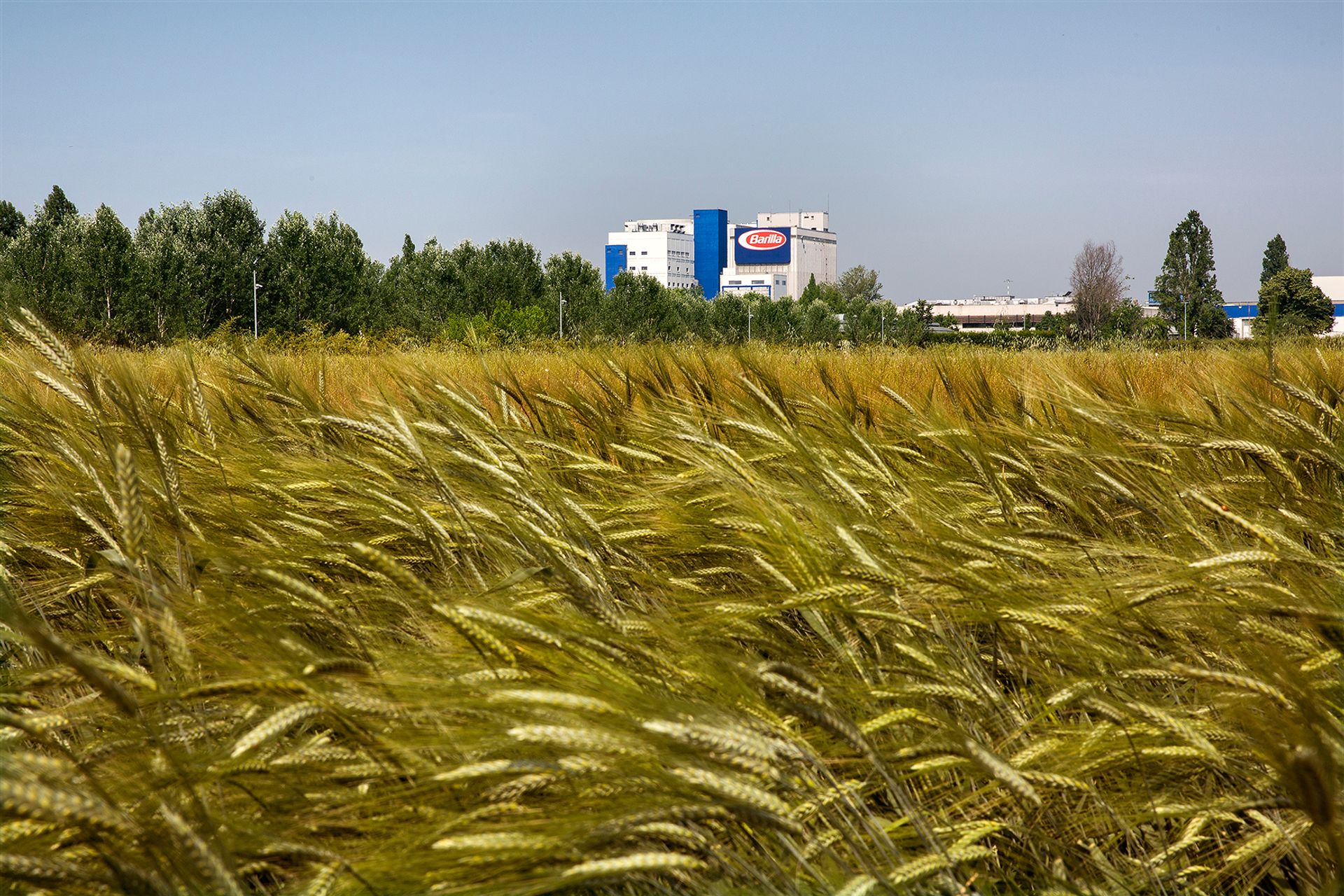 Ampi spazi dell'agriBosco Barilla saranno dedicati a campi di grano sostenibile