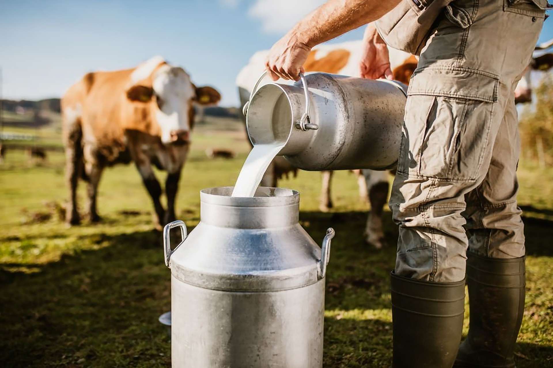 Il problema del latte sono gli ormoni bovini femminili contenuti