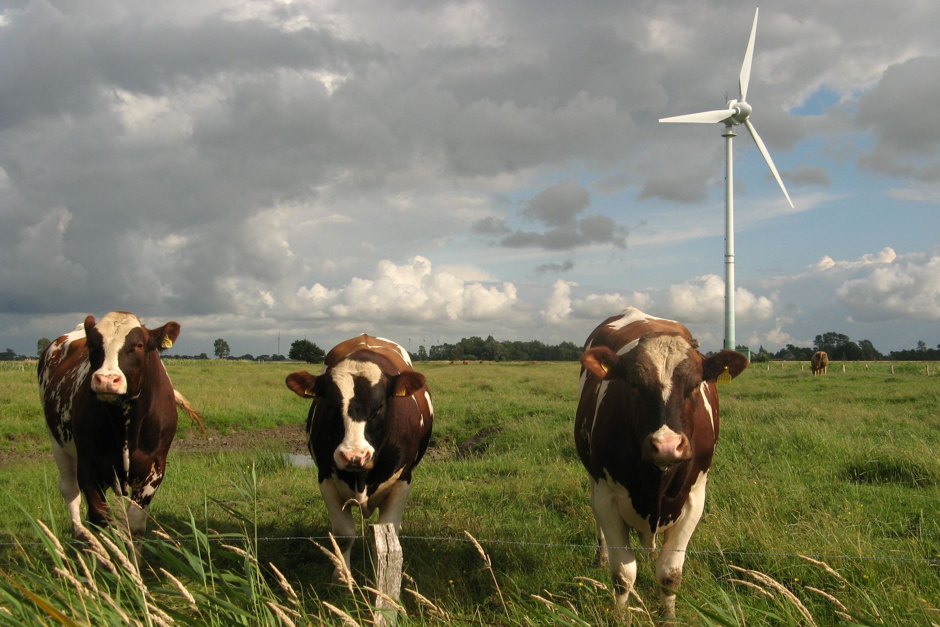 Un parco eolico, o anche fattoria del vento, è un insieme di aerogeneratori (comunemente detti centrali o torri eoliche, e meno correttamente turbine, pale eoliche o mulini a vento) localizzati in un territorio delimitato e interconnessi tra loro, che producono energia elettrica sfruttando l'energia del vento