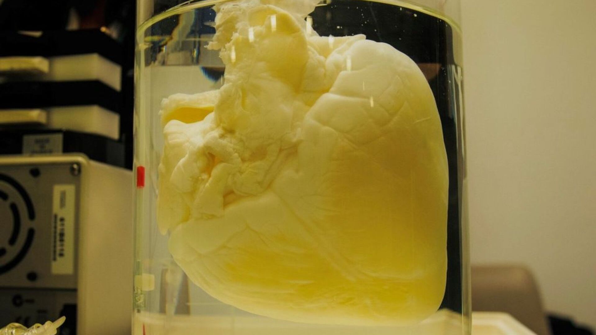 Un cuore decellularizzato realizzato da Lifelab Coris Veneto