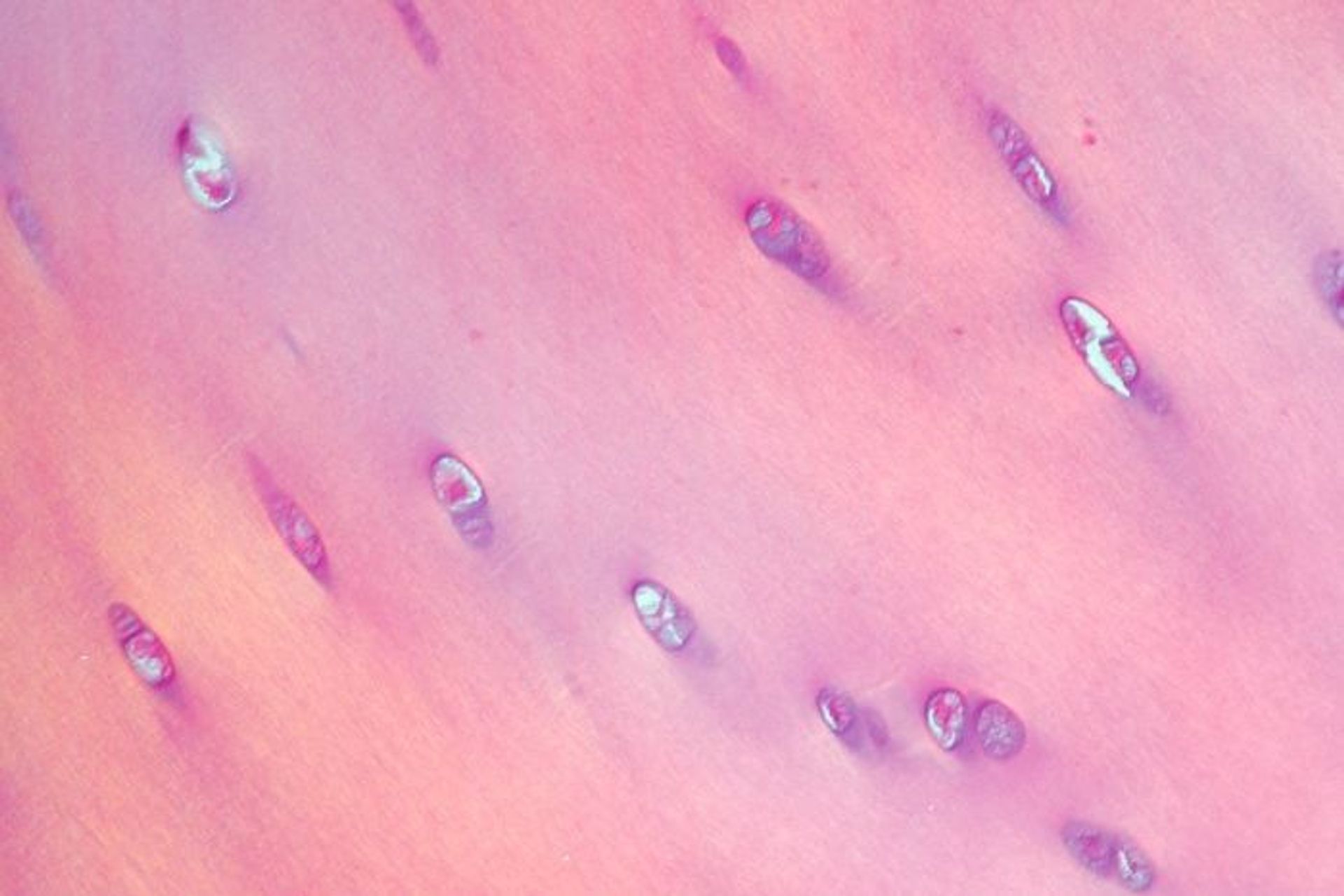 Immagine istologica di cartilagine ialina colorata con ematossilina ed eosina, sottoposta a un fascio di luce polarizzata