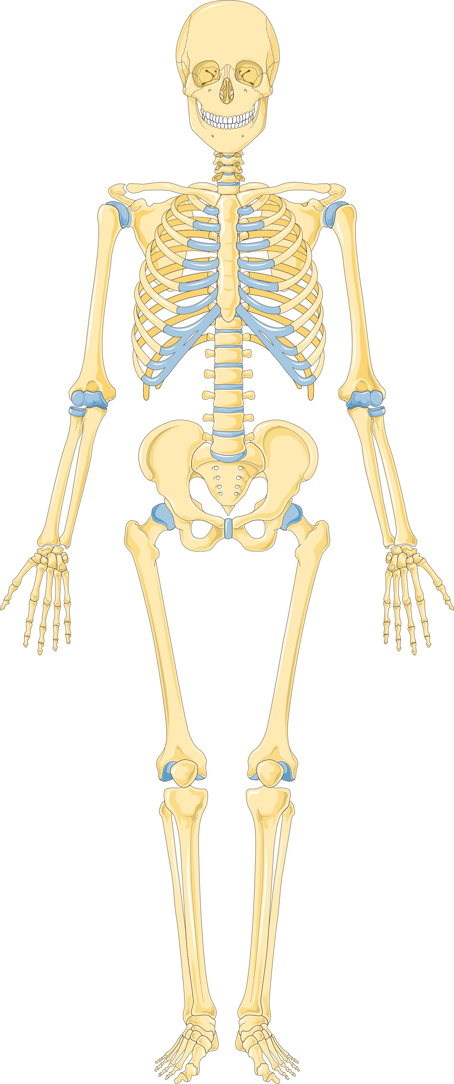 Uno scheletro del corpo umano in colore giallo con indicazione delle cartalilagini in calore azzurro