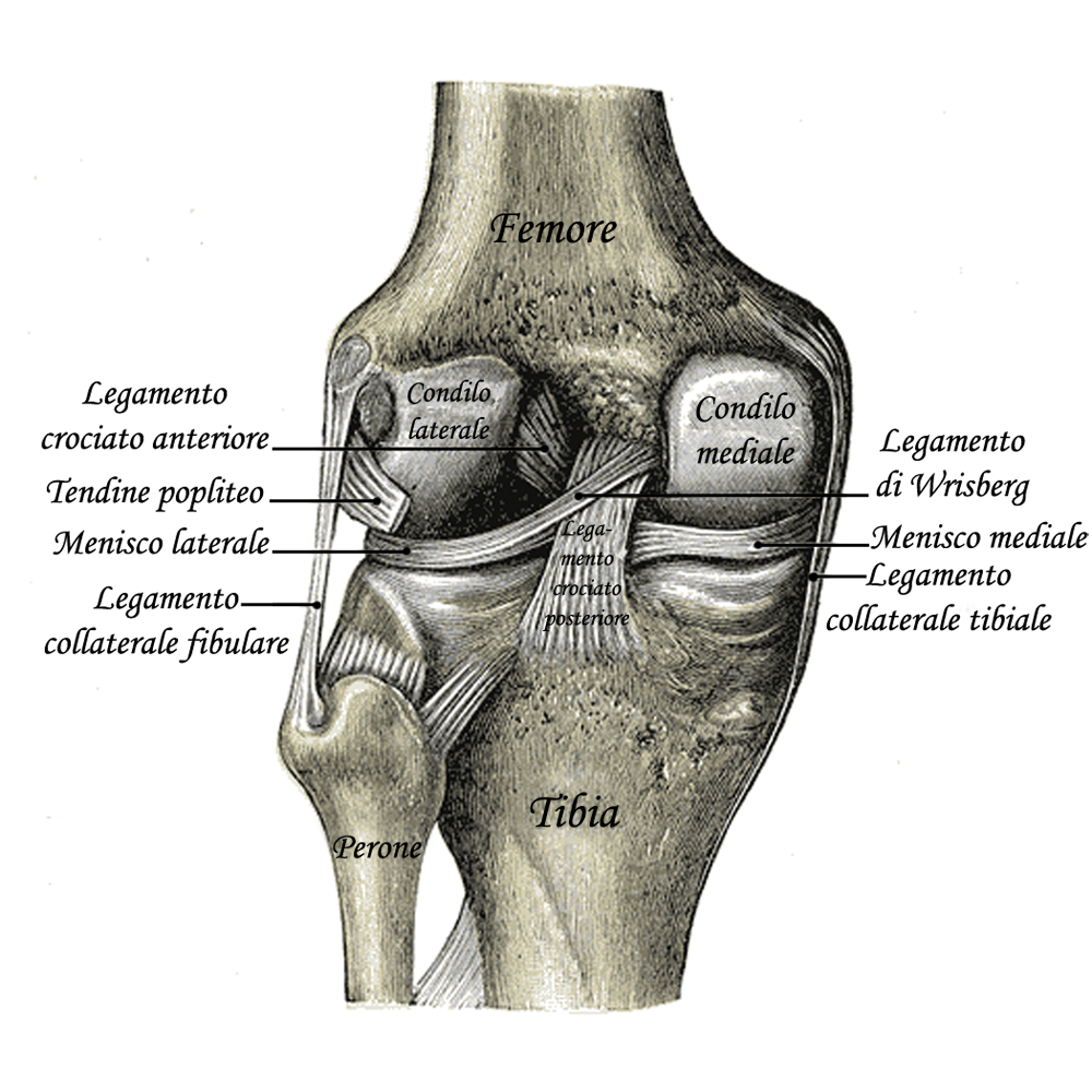 Vista posteriore del ginocchio sinistro