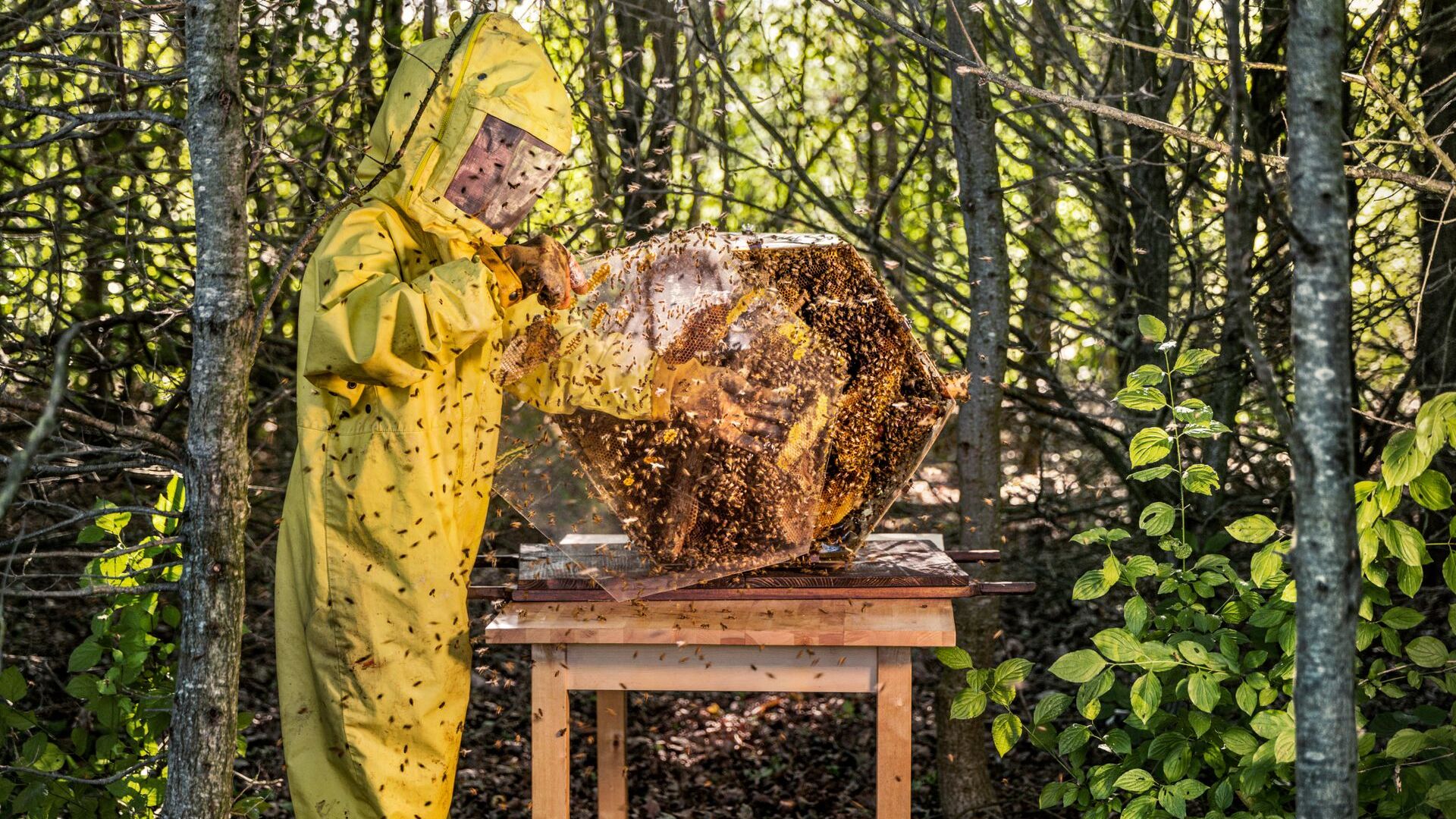Dotato di dodici arnie e di una popolazione di circa 600.000 api, l’alveare tecnologico di Automobili Lamborghini è un indispensabile strumento di monitoraggio dell'ecosistema circostante la fabbrica