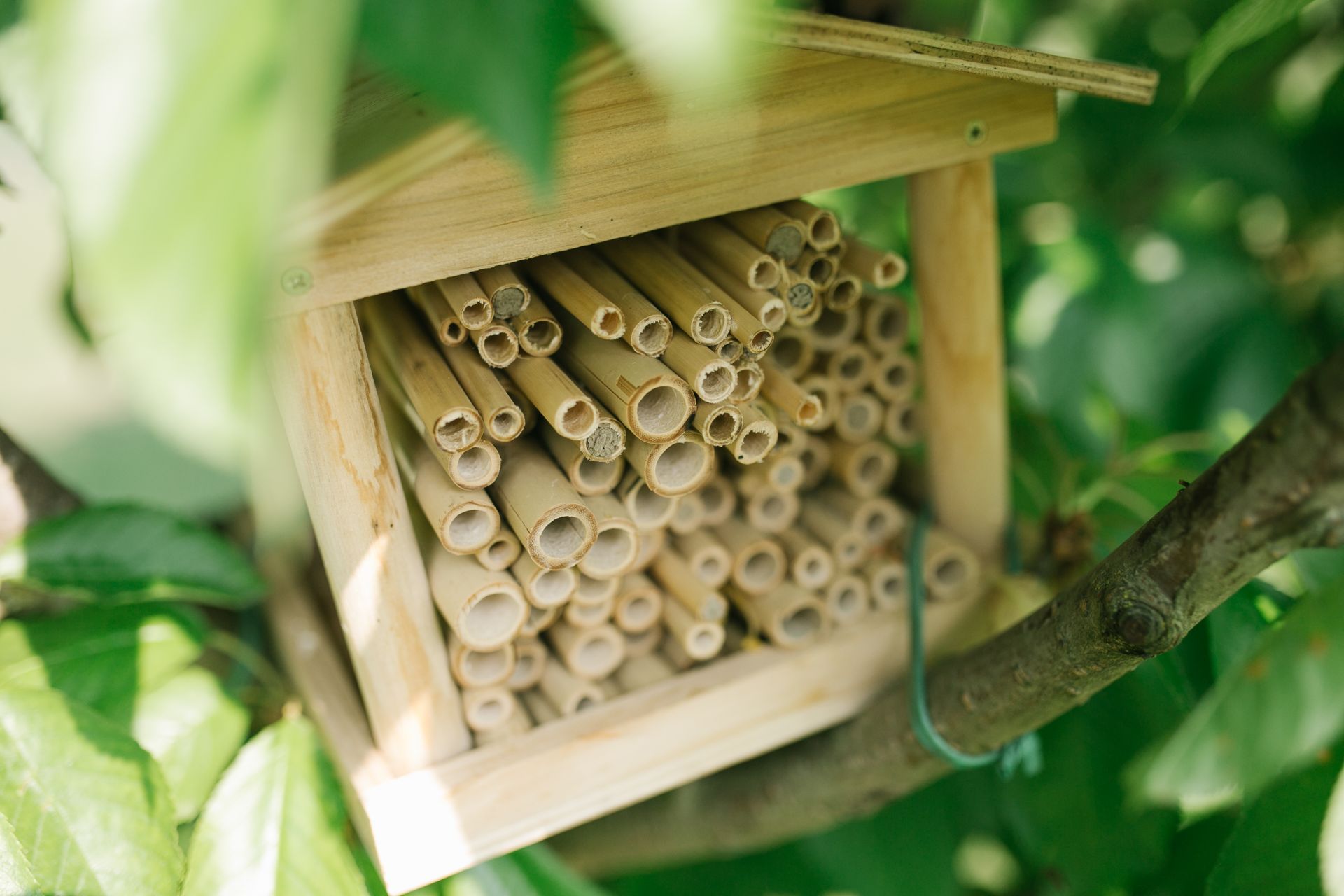 Опремен со дванаесет кошници и население од околу 600.000 пчели, технолошката кошница Automobili Lamborghini е незаменлива алатка за следење на екосистемот околу фабриката