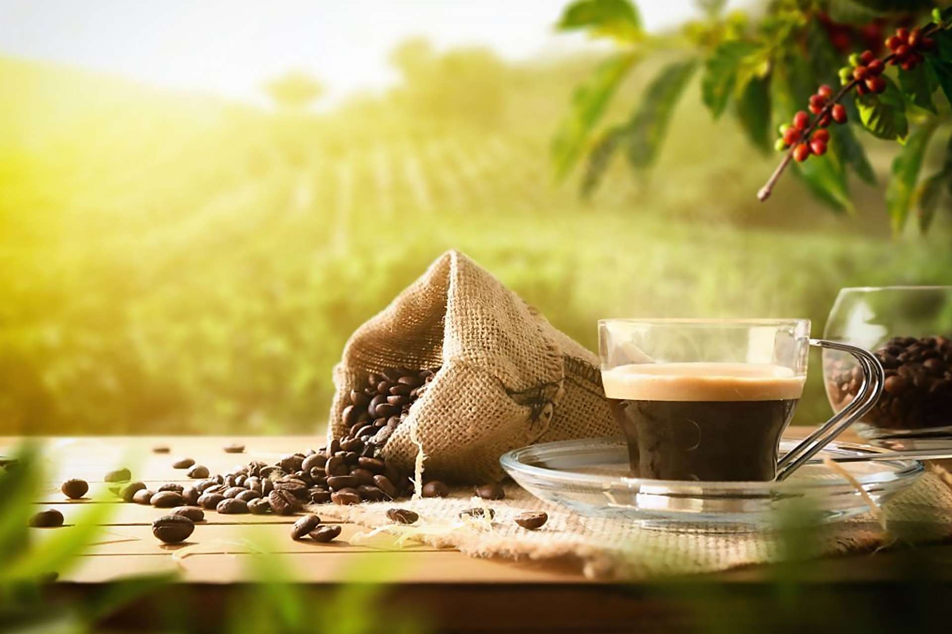 e piante del caffè sono attualmente coltivate soprattutto nel Sud America, in Africa, in India e nel sud-est asiatico