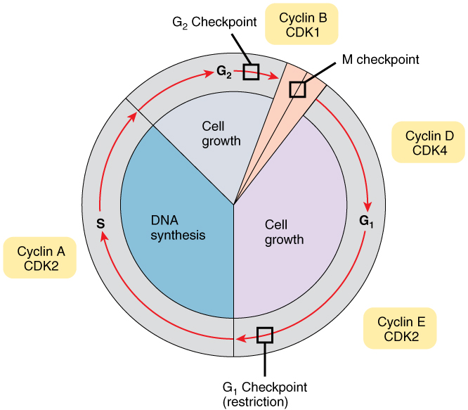 Fasi del ciclo cellulare, dove sono mostrate le cicline chiave associate a ciascuna fase il punto di restrizione si verifica tra le fasi G1 e S dell'interfase; il checkpoint G2-M si verifica tra le fasi G2 e M; il checkpoint del fuso si verifica durante la fase M 