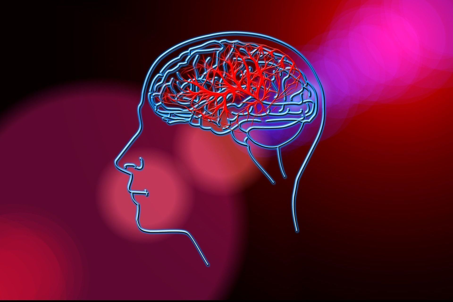 Un'illustrazione della circolazione del sangue nel cervello umano