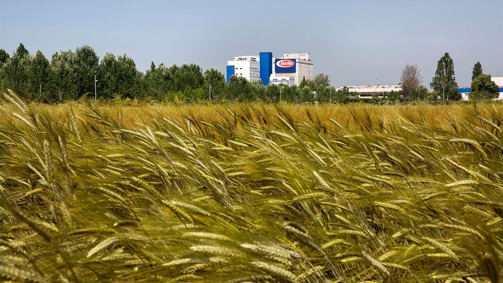 Ampi spazi dell'agriBosco Barilla di Parma saranno dedicati a campi di grano sostenibile