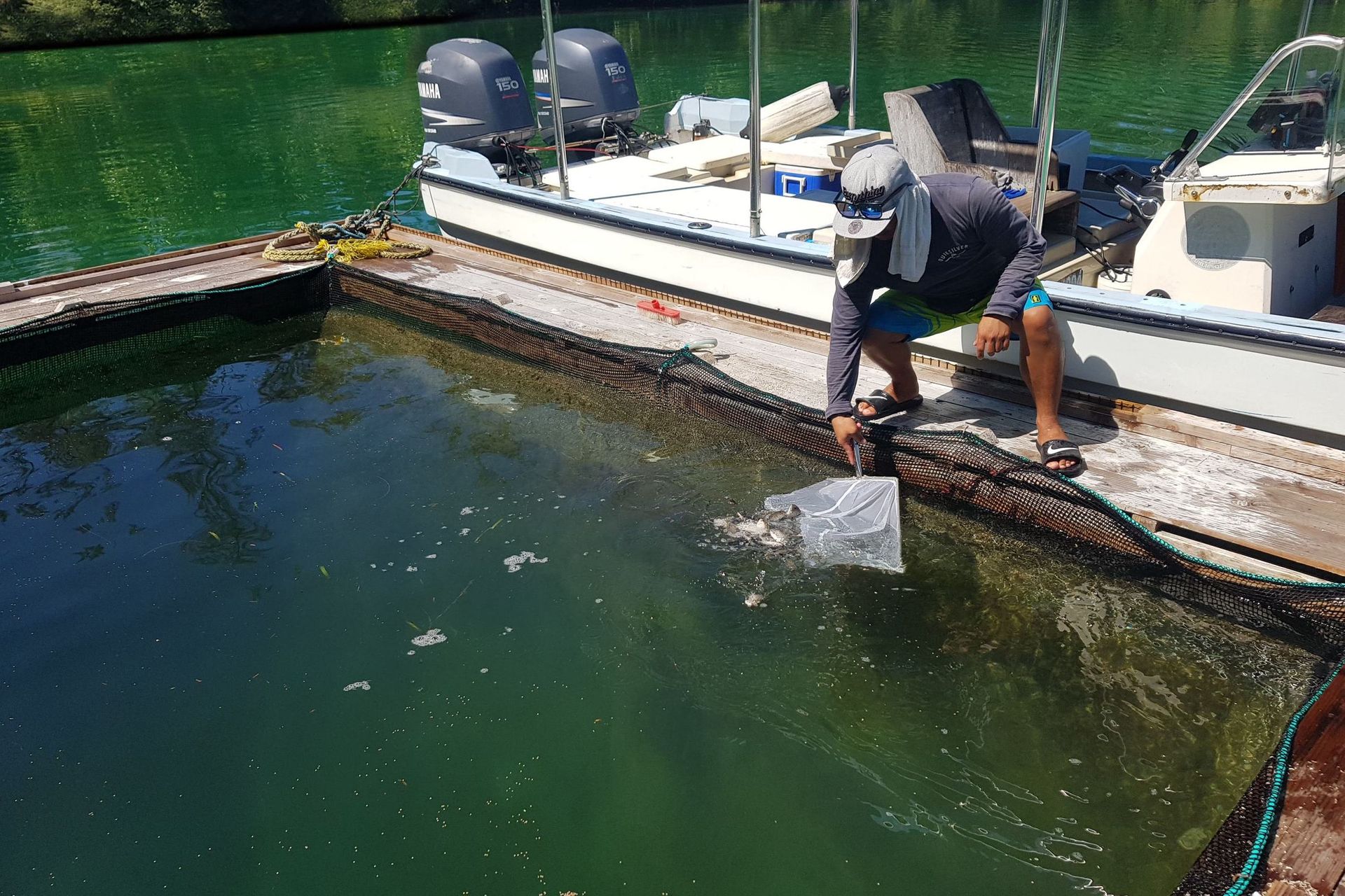 Eficaços granges de peixos conill i cloïsses gegants a Palau
