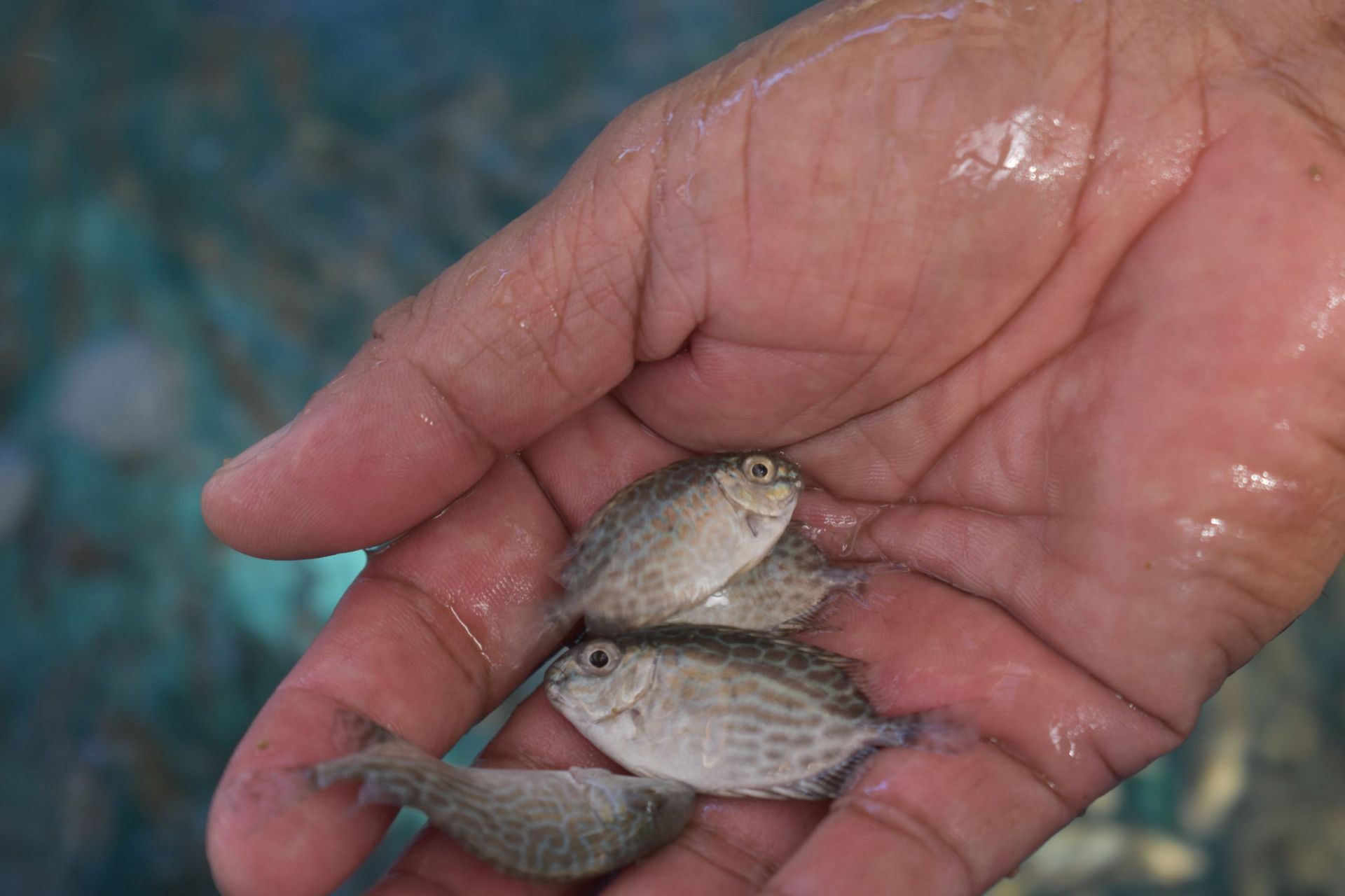 Pesci coniglio allevati come cibo nella Repubblica di Palau