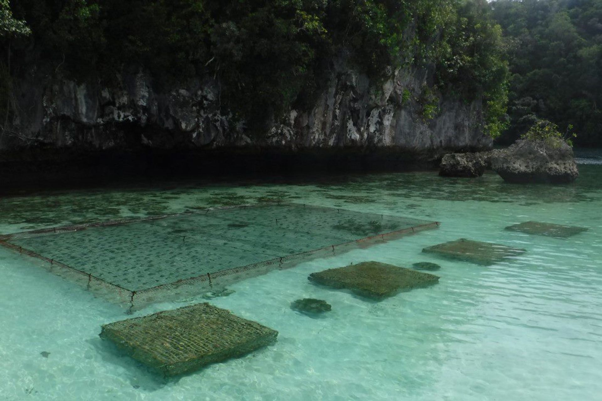 Stabilimenti sostenibili di coltivazione di pesci e vegetali a Palau
