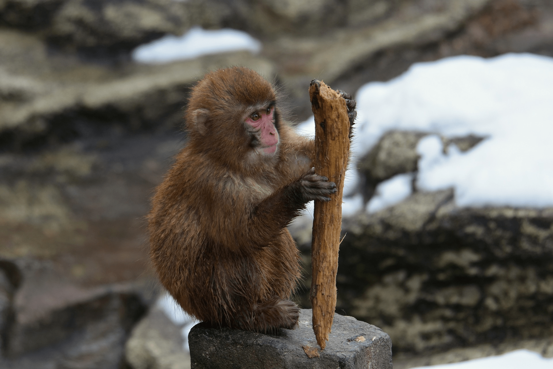 I primati fanno uso di strumenti e oggetti, ma non vanno oltre il consumo di cibo