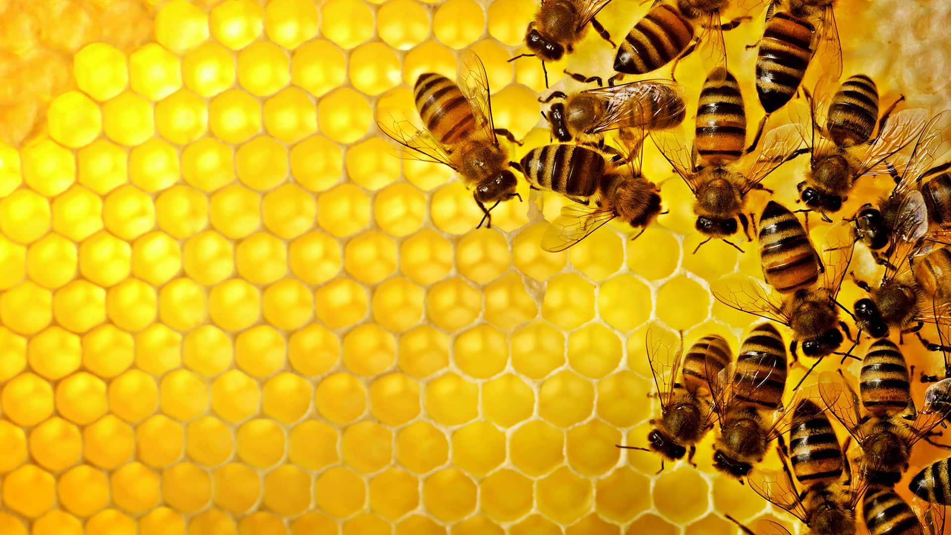 В зависимост от района на света броят на пчелите е намалял от 30 до 90%: тяхната работа засяга над 75% от хранителните култури на планетата и изчезването им може да причини безпрецедентна криза (Снимка: Майк Блек/iStock)