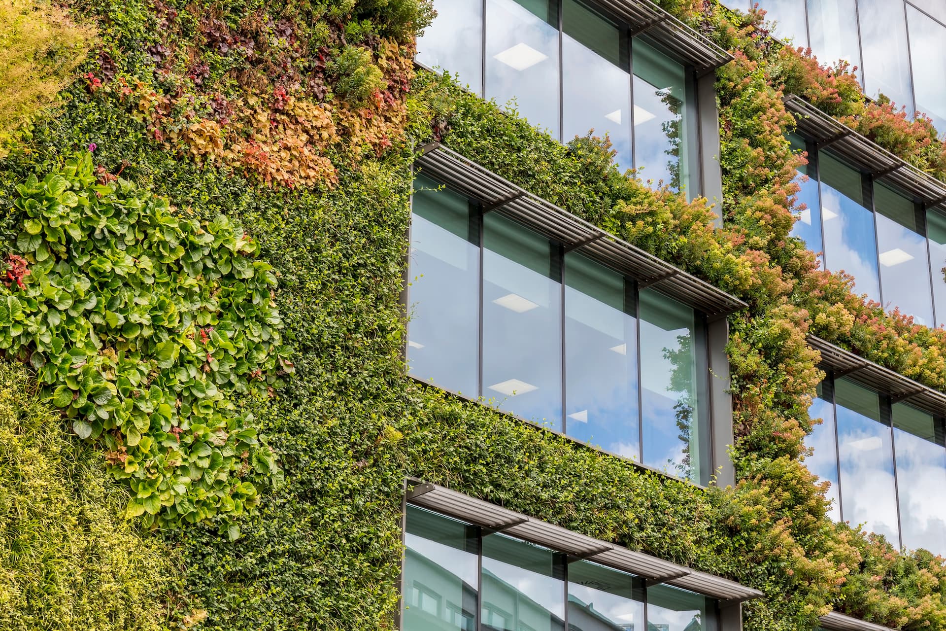 Le pareti e i tetti verdi sono un altro esempio di edilizia sostenibile usato in tutto il mondo per rendere più efficienti gli edifici combattendo, allo stesso tempo, il fenomeno delle isole di calore. (Foto: iStock)