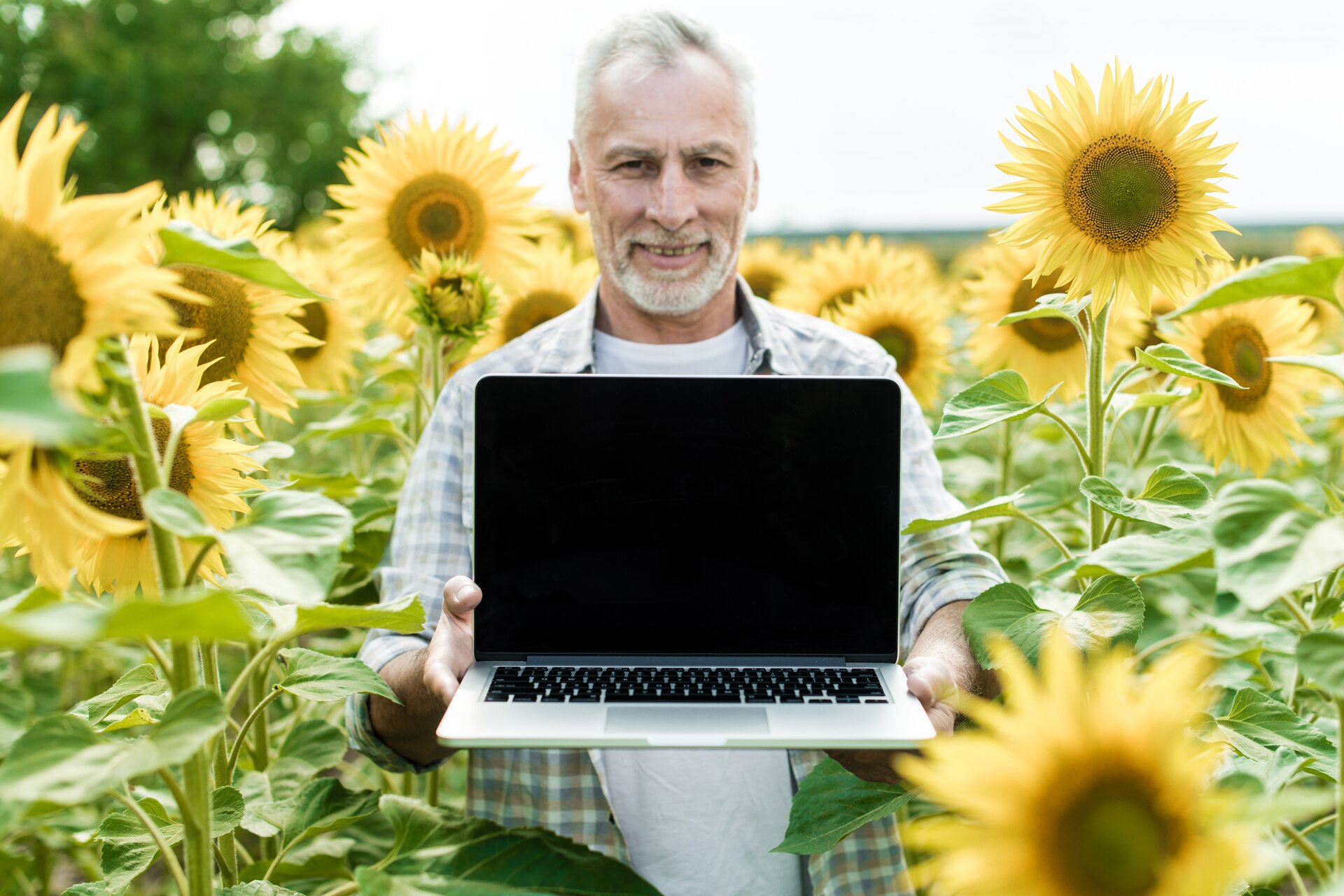 Un contadino con un personal computer in un campo di girasoli
